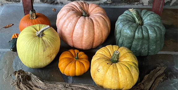 Various Pumpkins