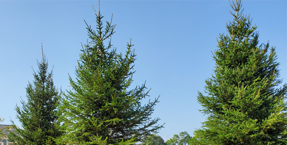 Picea abies