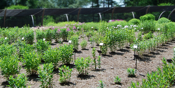 Mt Cuba Center 3 Mt Cuba Trial Gardens